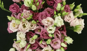 lisianthus-6-tiges-photo-684fdc58bd09c
