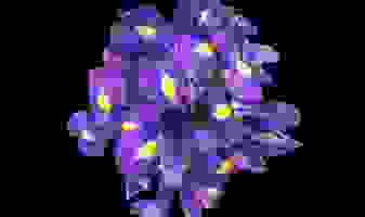 iris-10-tiges-photo-6821c3ea89112
