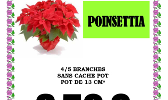 poinsettia-2025-6900dfcc764ad
