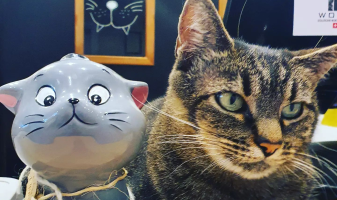 v-chat-adoption-feline-idee