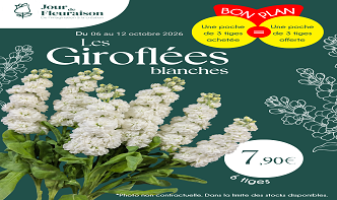 giroflees-blanches-cote-ass-6ac4ae883b57d