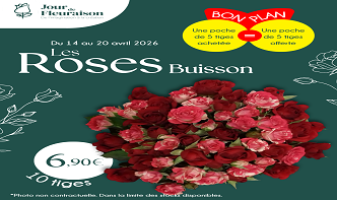roses-buissons-cote-ass-69dcc92ae4e3e