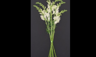 muflier-6-tiges-photo-691afcaa869f0