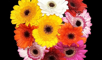 germini-10-tiges-photo-695b88191101e