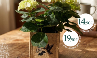hortensia-69f9bd4032e89