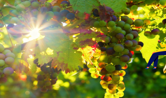 v-vigne-vins-duvernay