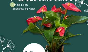 anthurium-6980ce537105e