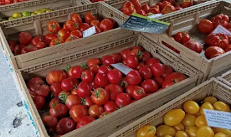 v-tomates-corti-de-joany
