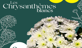chrysanthemes-blancs-cote-ass-6a968fb68e1ac