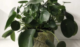 v-plante-interieure-annfleurs