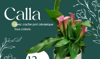 calla-69a706a93ea7a