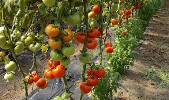 v-producteur-le-corti-de-joany