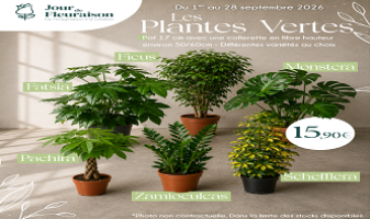 les-plantes-vertes-cote-ass-6a957248222f9