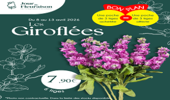 Offre spéciale sur les giroflées du 08.04 au 13.04.2026 !