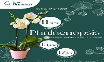 Offre spéciale sur les Phalaenopsis 2 tiges coloris variés, du 08.04 au 27.04.2026 !