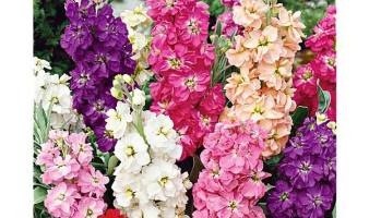 Offre spéciale sur les giroflées variées du 19 au 25.05 !