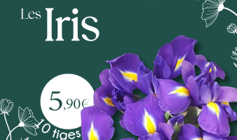 Offre spéciale sur les bouquets d’iris du 03.02 au 09.02.2026 !