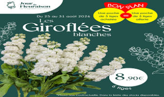 Offre spéciale sur les giroflées blanches du 25 au 31.08 !