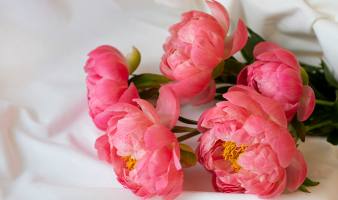 BURDIN FLEURS