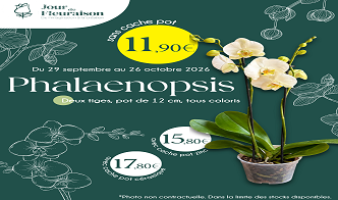 Offre spéciale sur la phalaenopsis 2 tiges du 29.09 au 26.10.26 !