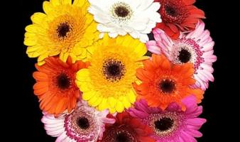 Offre spéciale sur les germinis variés du 06 au 12.01 !