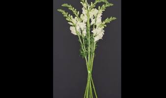 Offre spéciale sur les bouquets de muflier blanc du 18 eu 24.11 !