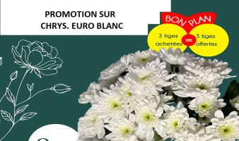 Offre spéciale sur les chrys. Euro blancs du 12 au 18.05 !