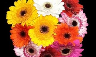Offre spéciale sur les bouquets de germinis du 23.06 au 06.07 !