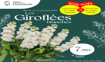 Offre spéciale sur les giroflées blanches du 06 au 12.10.2026 !