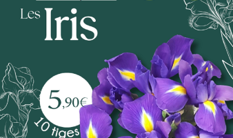 Offre spéciale sur les bouquets d'Iris du 16 au 22.06 !