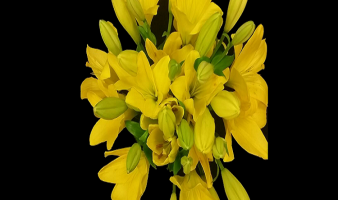 Offre sur les bouquets de lys asiatique assortis du 09 au 15.12 !