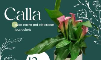 Offre spéciale sur la plante Calla du 03 au 30.03 !