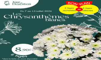 Offre spéciale sur les bouquets de Chrysanthèmes blancs du 07 au 13.07 !