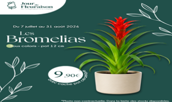 Offre spéciale sur les bromelias du 07.07 au 31.08 !