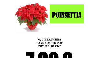Offre spéciale sur les Poinsettias du 07.11 au 05.12
