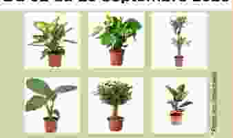 Rentrée des plantes vertes du 02.09 au 29.09 !