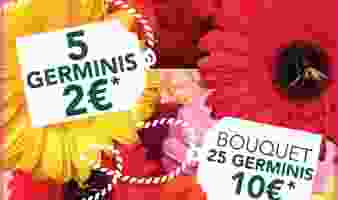 OFFRE SPECIALE SUR LES BOUQUETS DE GERMINIS DU 24.06 AU 07.07 !