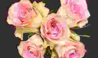 OFFRE SPECIALE SUR LES BOUQUETS DE ROSES DU 24.03 au 27.03 !