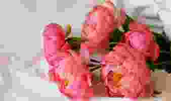 ANN'FLEURS