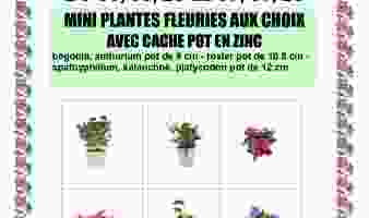OFFRE SPECIALE SUR LES MINI PLANTES FLEURIES DU 03.06 AU 07.07 !