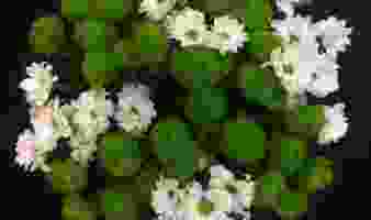 Offre spéciale sur les bouquets de Santini varié, du 05.08 au 11.08 !