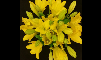 Offre sur les bouquets de lys asiatique assortis du 23 au 29.09 !