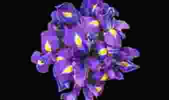 OFFRE SPECIALE SUR LES BOUQUETS D'IRIS DU 13.05 AU 19.05 !