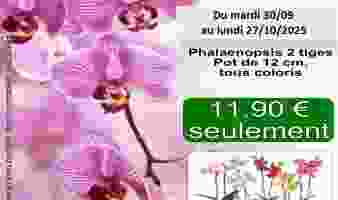 Offre spéciale sur la phalaenopsis 2 tiges du 30.09 au 27.10 !
