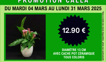 Offre spéciale sur la plante calla du 04.03 au 31.03